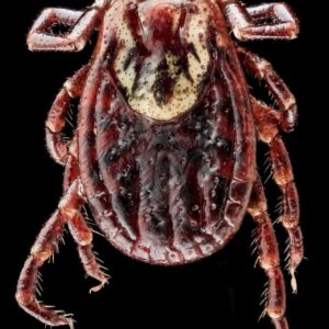 American Dog Tick