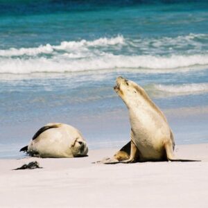 Australian Sea Lion