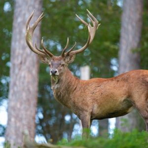 Barbary Red Deer (barbarus)