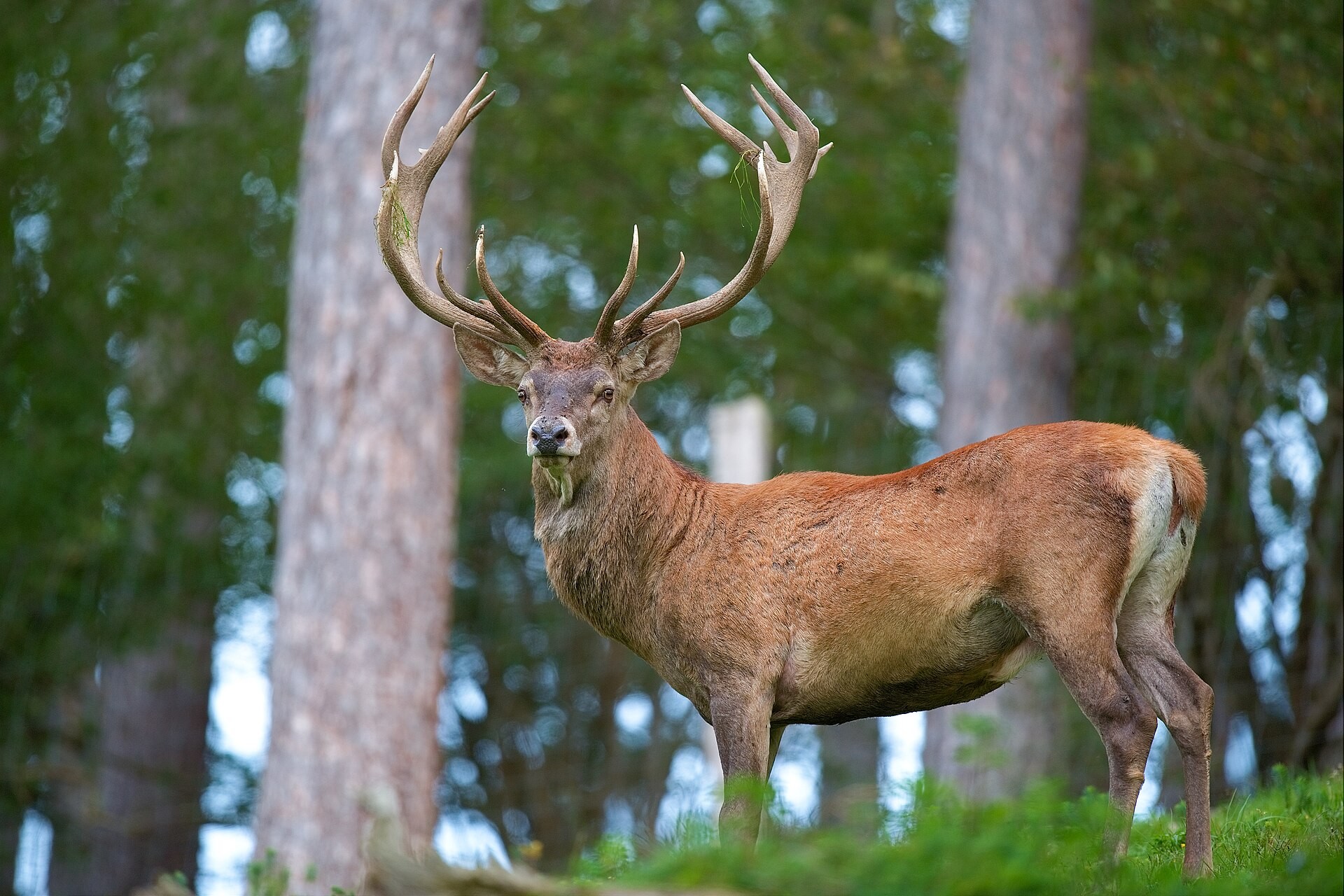 Barbary Red Deer (barbarus)