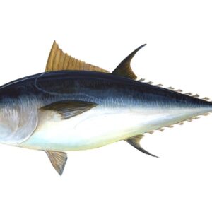 Blue-fin Tuna