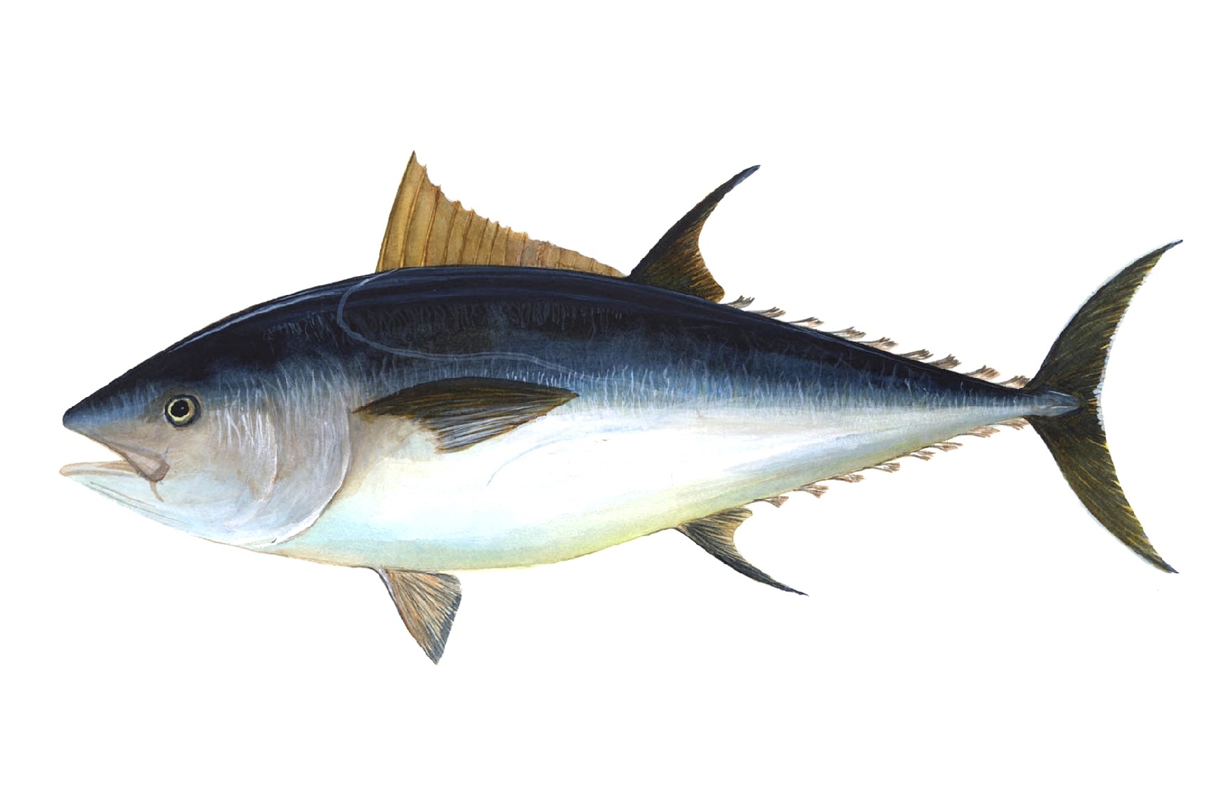 Blue-fin Tuna