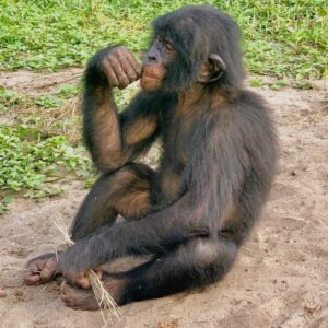 Bonobo
