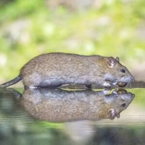 Brown Rat