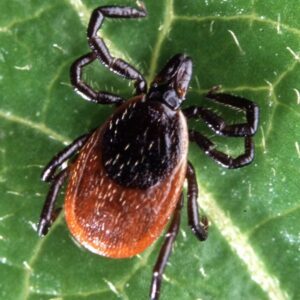 Eastern Black-legged Tick