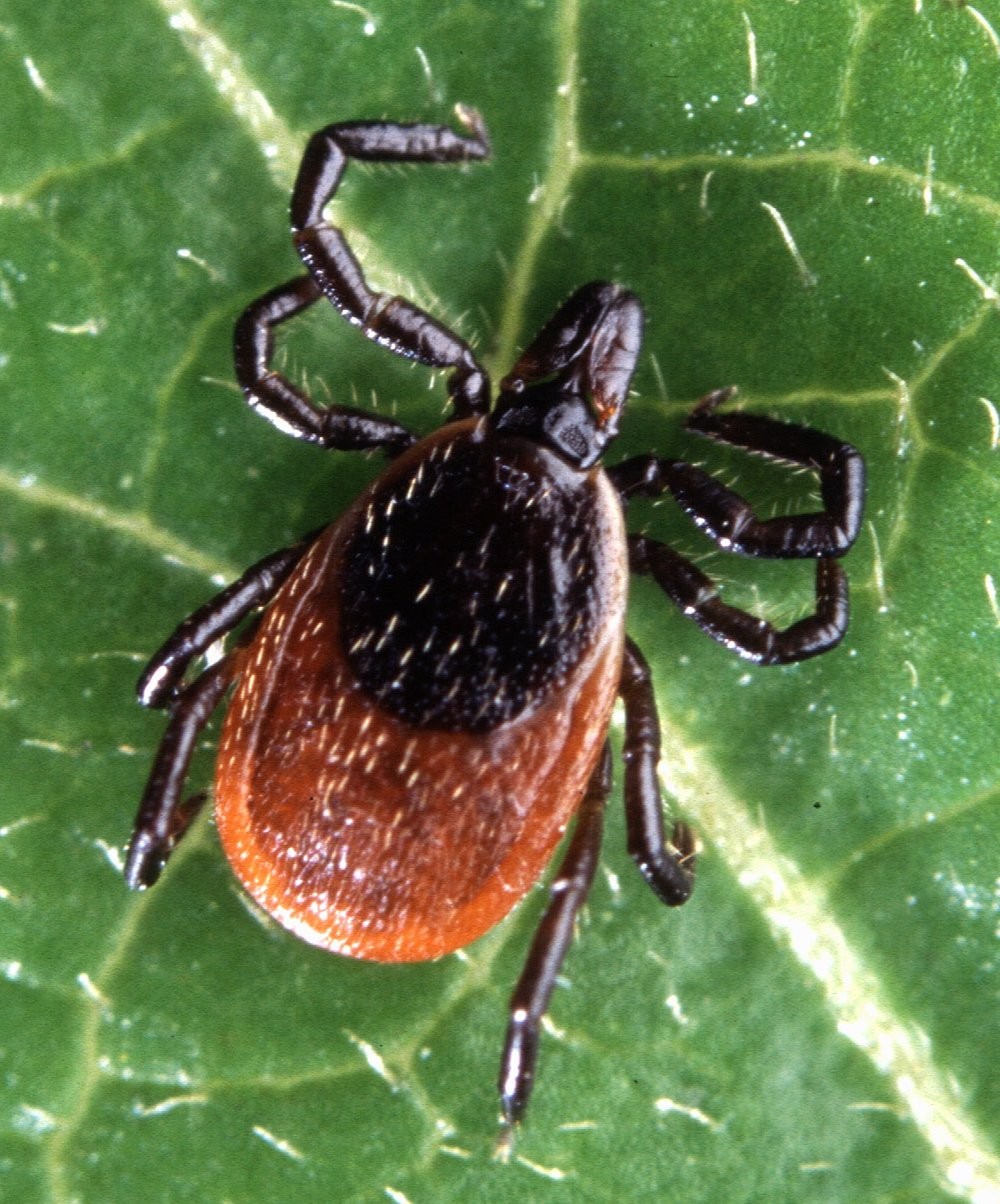 Eastern Black-legged Tick
