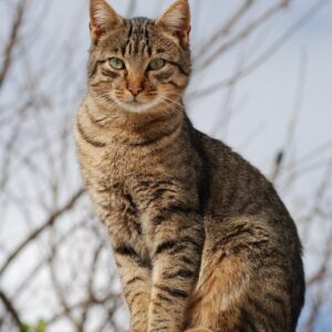 Feral Cat