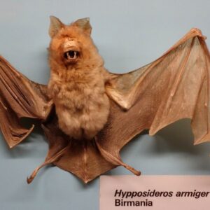 Great Himalayan Leaf-nosed Bat