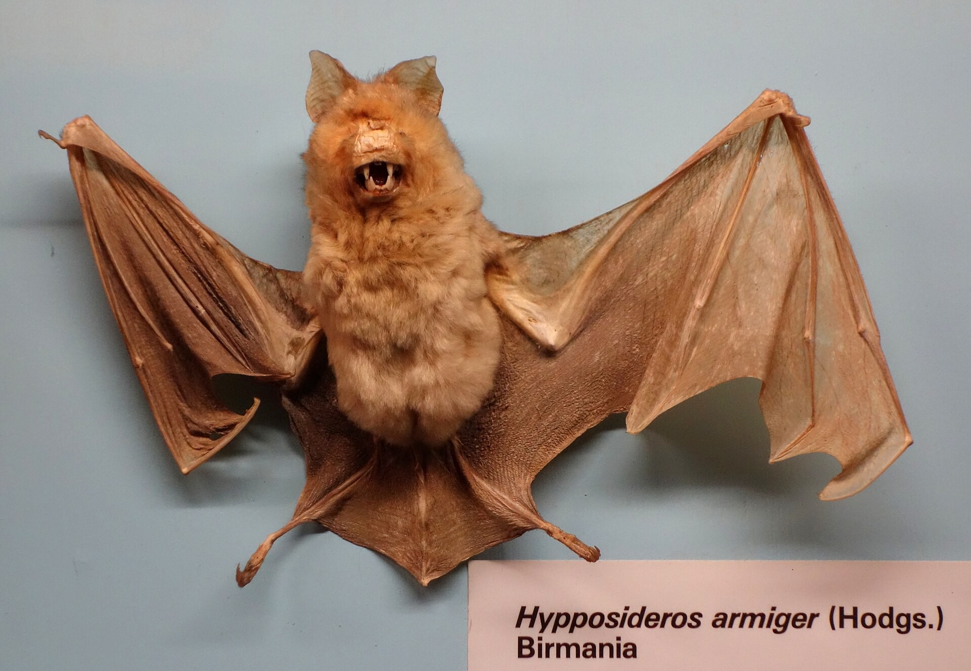 Great Himalayan Leaf-nosed Bat