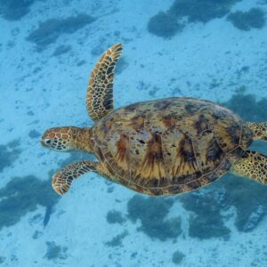 Green Turtle