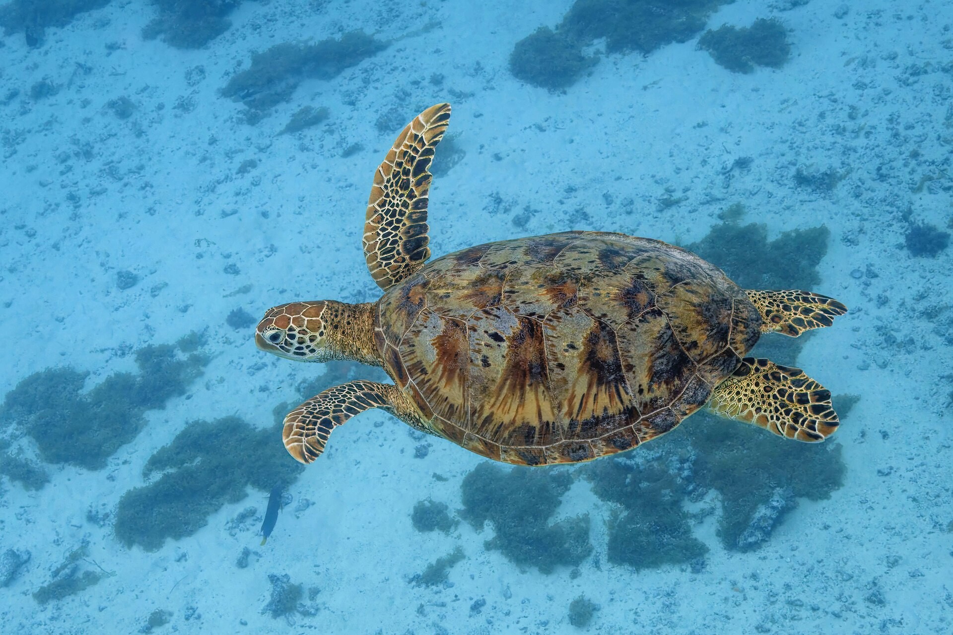 Green Turtle