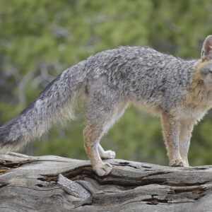 Grey Fox