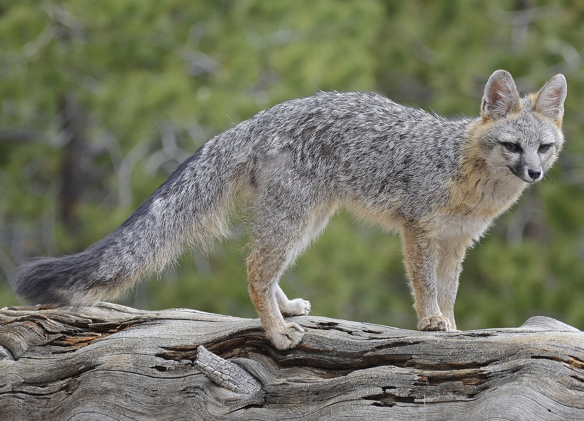 Grey Fox