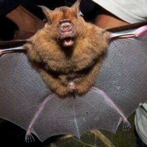 Horsfield's Leaf-nosed Bat