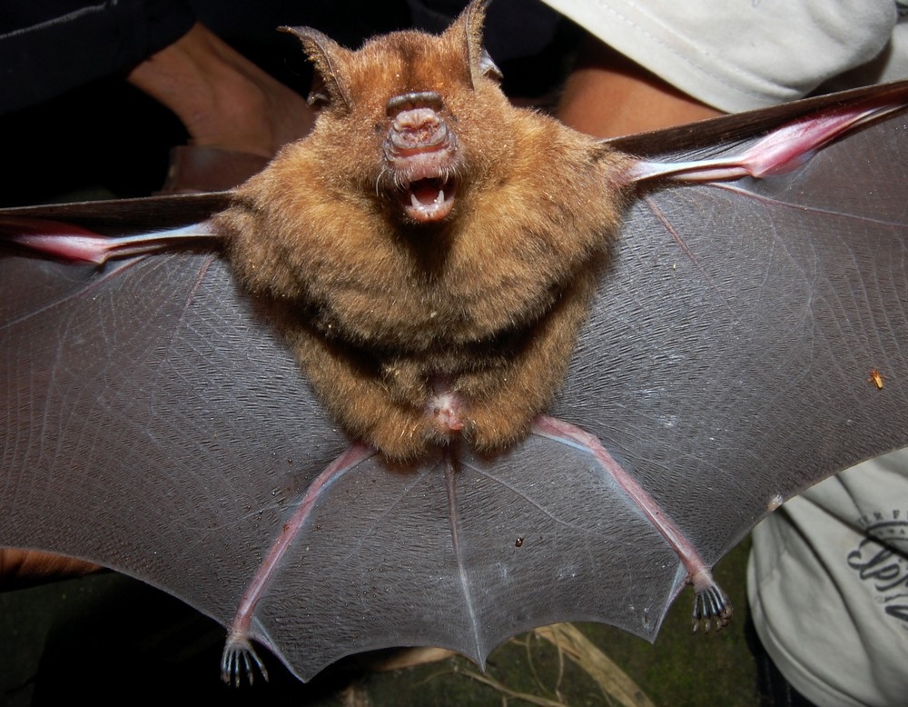 Horsfield's Leaf-nosed Bat