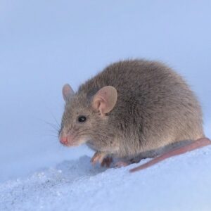 House Mouse