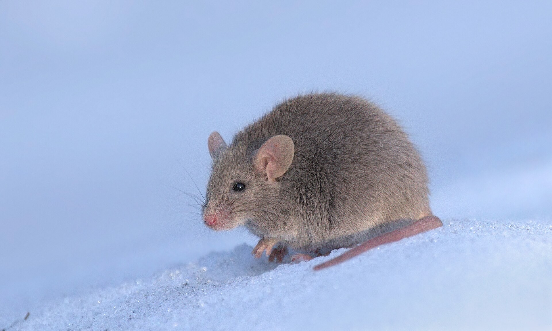House Mouse