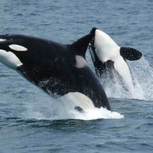 Killer Whale