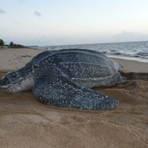 Leathery Turtle