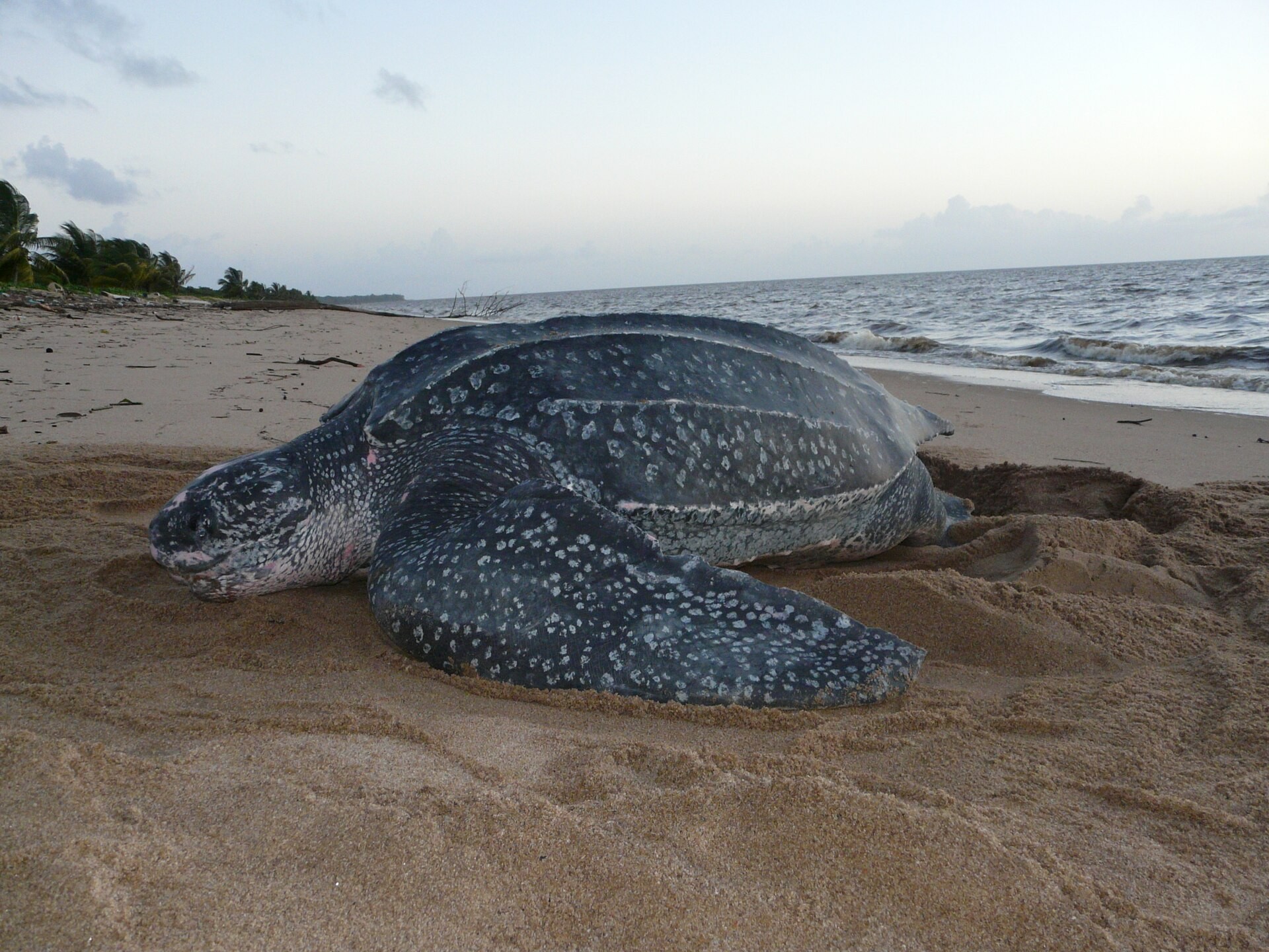 Leathery Turtle