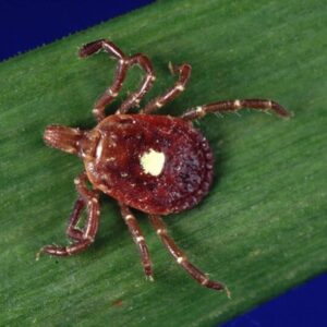Lone Star Tick