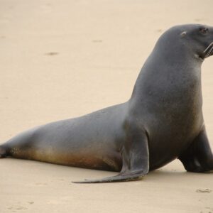 New Zealand Sea Lion