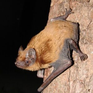 Noctule Bat