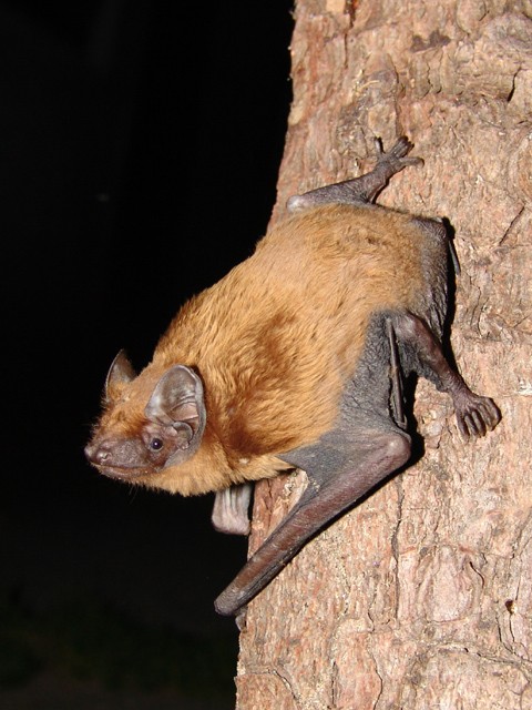 Noctule Bat