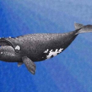 North Pacific Right Whale