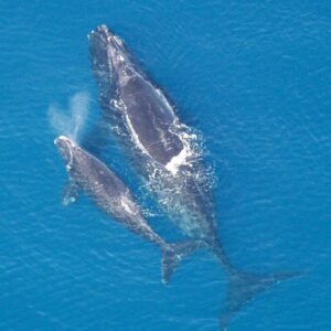 Northern Right Whale
