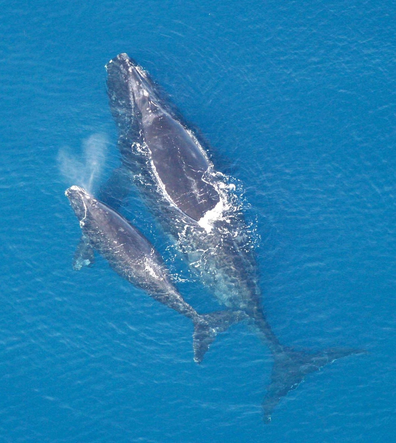 Northern Right Whale