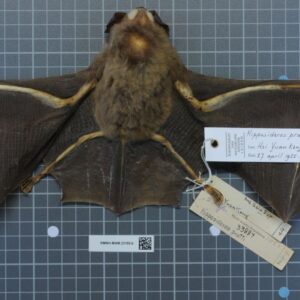 Pratt's Leaf-nosed Bat