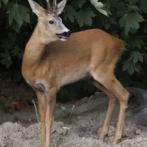 Roe Deer