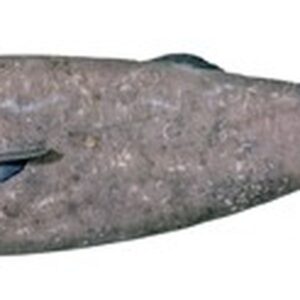 Southern Sleeper Shark