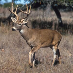 White-tailed Deer